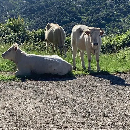 Bed & Breakfast U Mo Sognu