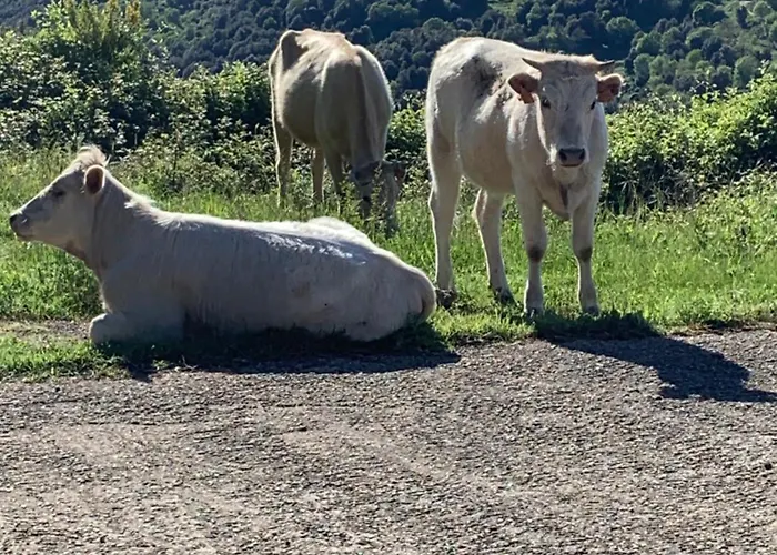 Alojamento de Acomodação e Pequeno-almoço U Mo Sognu